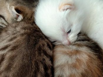 Close-up of cat sleeping