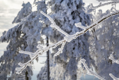 Close-up of frozen plant