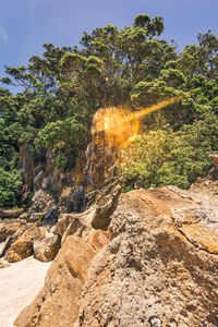 Trees growing on rocks in forest