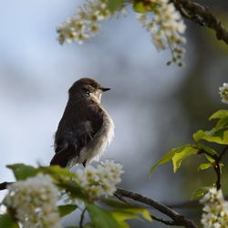 Bird perching on a branch