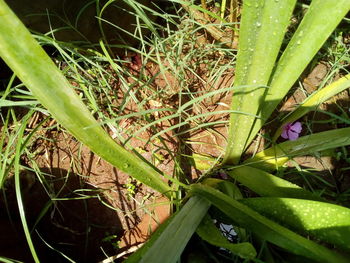 Close-up of grass