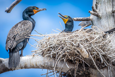 Low angle view of bird perching on tree against sky