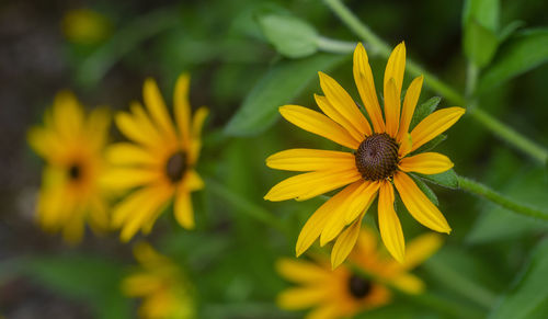 Close-up of yellow flower