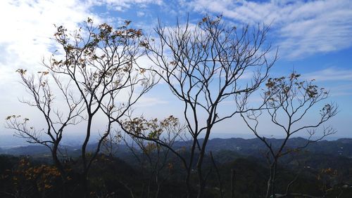 View of tree branches against sky