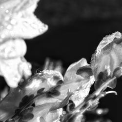 Close-up of wet flower