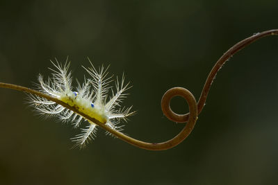 Close-up of plant growing outdoors