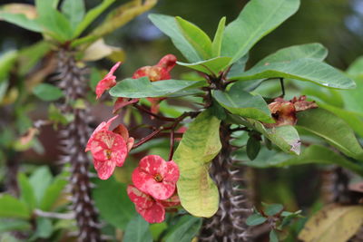 Close-up of red flowering plant