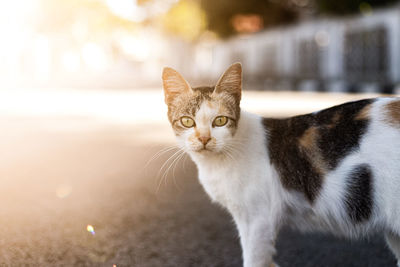 Close-up portrait of tabby cat