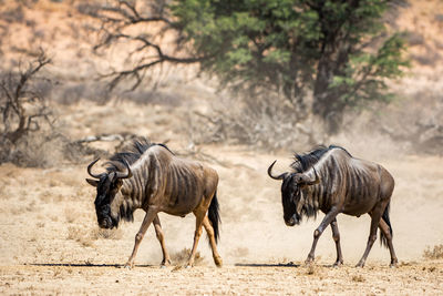 Two wildebeest in desert