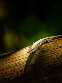 Close-up of insect on wood