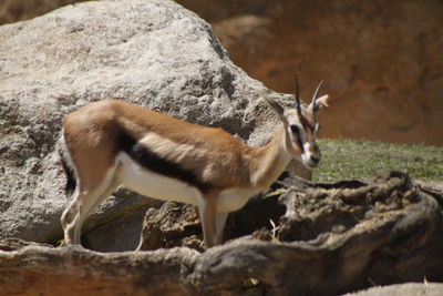 Gazelle on field