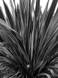 Low angle view of palm leaves