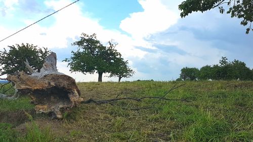 Trees on field against sky