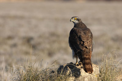 Bird perching on a field