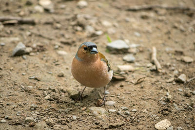 Close-up of bird perching on a field