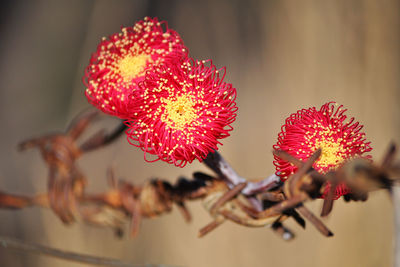 Red flowers on barbed wire