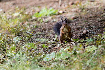 Close-up of squirrel eating grass on field