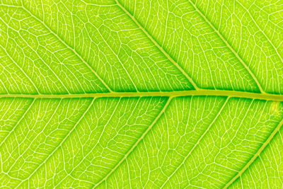 Full frame shot of green leaves