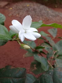 Close-up of white flowering plant