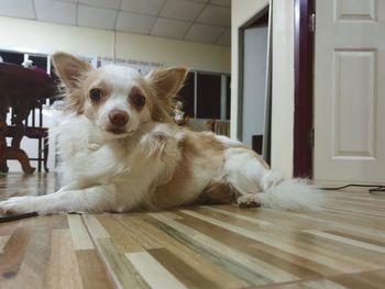 Portrait of dog lying on floor at home