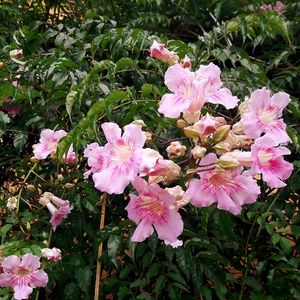 Close-up of pink flowers