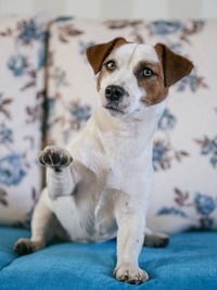 Portrait of dog sitting