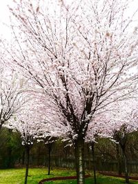 Flowers growing in park