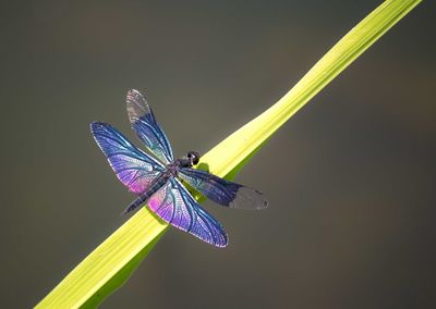 Close-up of butterfly on leaf