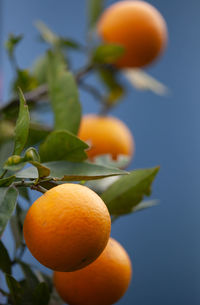 Close-up of orange fruit