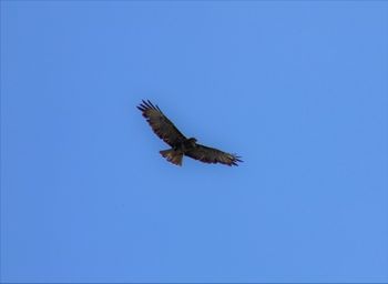 Low angle view of eagle flying in sky