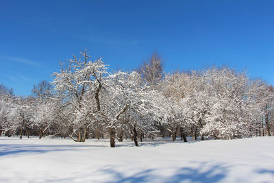 Trees on snow covered land against blue sky
