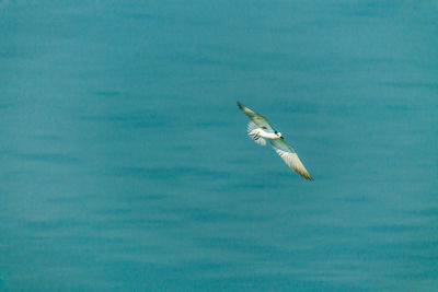 Seagull flying over sea