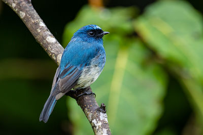 Close-up of bird perching on branch