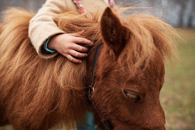 Kid touching tiny pony mane