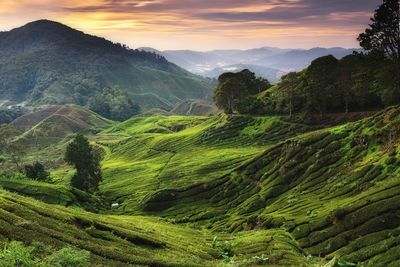 Scenic view of green landscape against sky during sunset