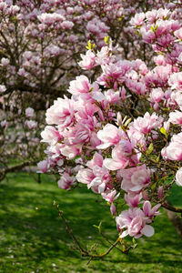 Close-up of pink flowers on tree