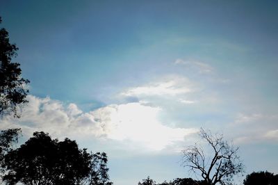 Low angle view of trees against sky