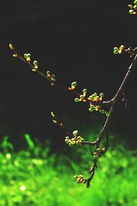 Close-up of green plant against sky at night