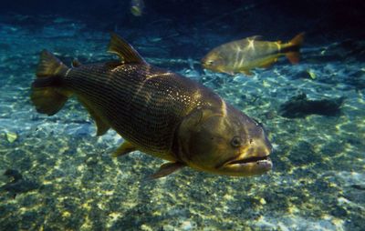 Fish swimming in sea