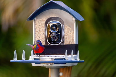 bird feeder