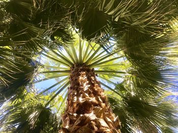 Low angle view of palm tree