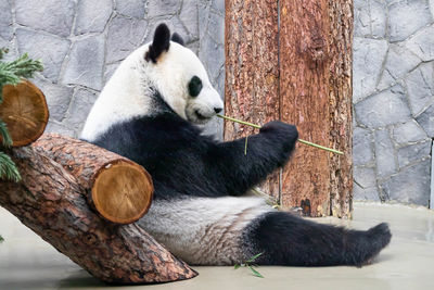 Sheep relaxing on tree trunk in zoo