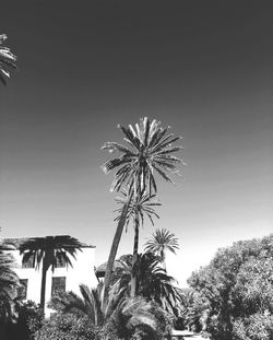 Low angle view of coconut palm tree against clear sky