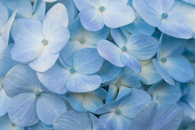 Close-up of hydrangea flowers