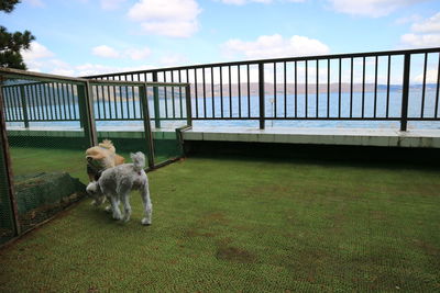 Dog on railing against sky