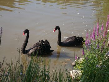 Swans swimming in lake