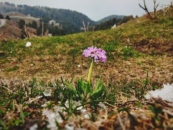 Close-up of purple crocus flowers on field