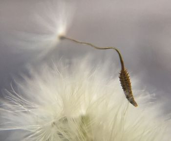 Close-up of white flowers