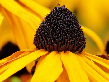 Close-up of yellow flower