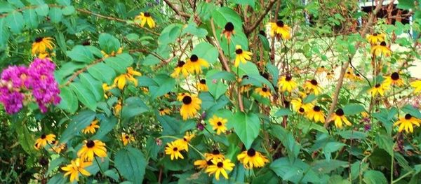 Close-up of yellow flowers